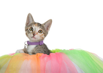 Adorable tabby calico mix kitten wearing a purple collar with bell peaking over pastel rainbow tulle, looking up above viewer. isolated on white.