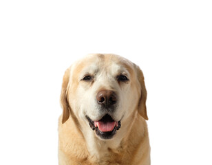 Cute old labrador retriever dog(9 years) looking at camera isolated on white background. Full-face view, copy space.