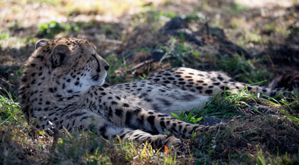 Cheetah under the shade of a tree to protect itself from the heat of the African savannah in South...