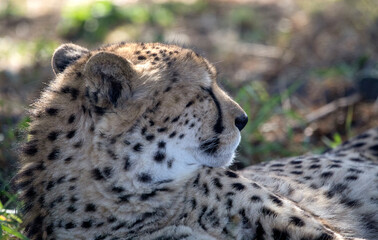 Cheetah attentive to its environment in the African savannah of South Africa, it is one of the carnivorous animals of Africa and a great predator, also one of the five big ones of Africa.
