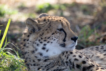 Cheetah waking up at sunset with the energy recharged to hunt as one of the great predators of the African savannah of South Africa, and one of the big five of Africa and star of safaris.