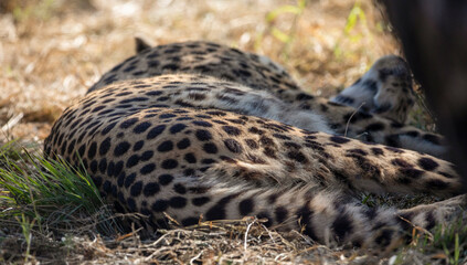 Cheetah sleeping under a tree in the South African savannah, one of the big five of Africa and one of the stars of African safaris.