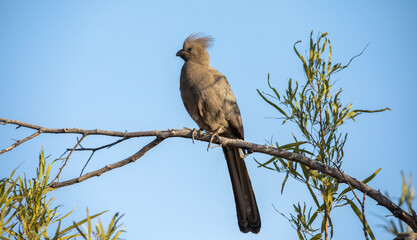 Beautiful bird Corythaixoides, also known as Grey Go-away bird which is a typical bird of the African savannah of South Africa resting in a tree this bird belongs to the family of the falconiformes.