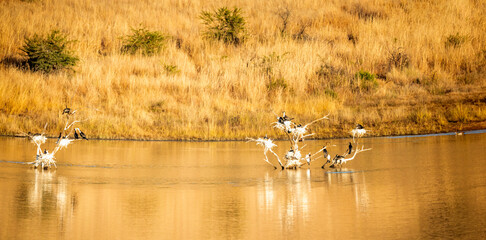 Naklejka na ściany i meble Panoramic view of birds in trees on a lake in the African savannah of the Pilanesberg National Park in South Africa, this is a beautiful and typical African landscape.