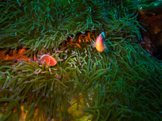 Pink skunk clownfish and their sea anemone home at Sail Rock, Gulf of Thailand.