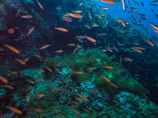 Fototapeta na wymiar Red rain under the ocean - school of tiny fish reflect to camera's flashlight at Sail Rock dive site Gulf of Thailand