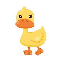 cute duck farm animal