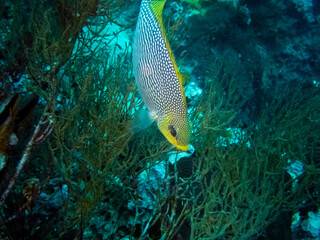 A yellow sweetlips is looking for food.