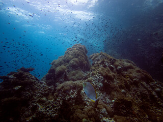 Amazing coral reef structure at Sail Rock, Gulf of Thailand