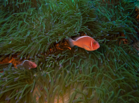 Pink skunk clownfish and their sea anemone home at Sail Rock, Gulf of Thailand.