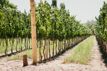 Fototapeta na wymiar Viñedo, cultivo de uva para elaboración de vino. Parral con su fruto.