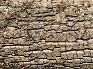 Natural Weathered Grey Tan Taupe Sepia Wooden Board, Cracked Rough Cut Wood Texture, Large Detailed Old Aged Gray Lumber Background Macro Closeup, Textured Crack Pattern