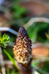 Fototapeta premium Equisetum arvense flower in meadow, close up shoot