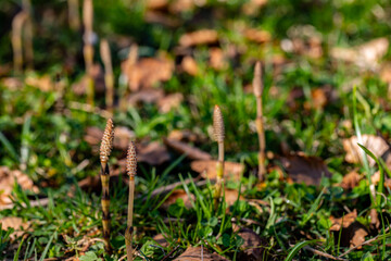 Equisetum arvense flower growing in meadow