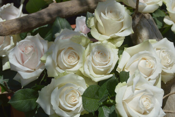 decoration using pure white roses / 純白のバラの花で創った飾り付け・ブーケ