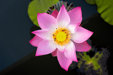 Top view beautiful pink lotus flower with bee isolated on a white background.