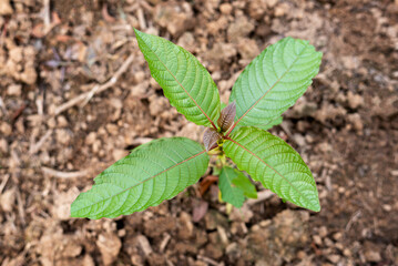 Kratom (Mitragyna speciosa). Kratom is Thai herbal which encourage health.
