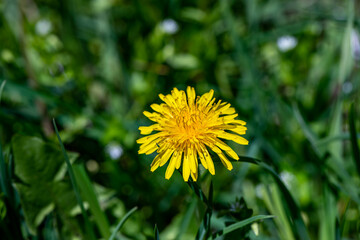 Taraxacum officinale growing in meadow, macro