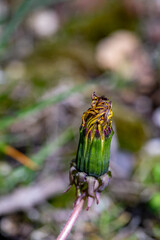 Taraxacum officinale growing in meadow, close up