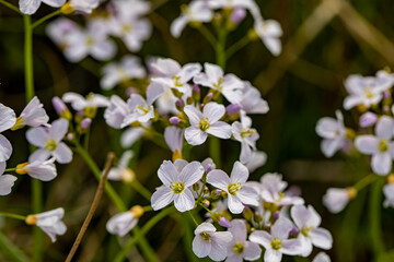Cardamine pratensis growing in meadow, macro