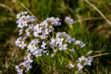 Cardamine pratensis growing in meadow