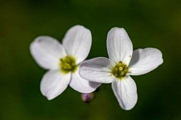Cardamine pratensis in meadow, close up shoot	