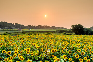 夕方のひまわり畑