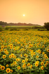 夕方のひまわり畑