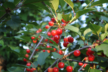 red berries on a branch