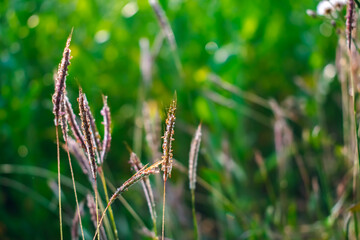 Dichanthium annulatum is a species of grass. It is commonly used as a forage for livestock.
