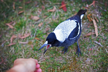 Australian magpie juvenile eating by human hand, feeding bread to bird in park in Australia, closeup selective focus