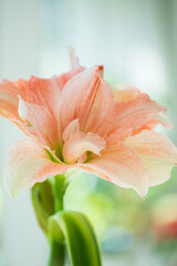 Terry pink and white Hippeastrum Pasadena on a light background