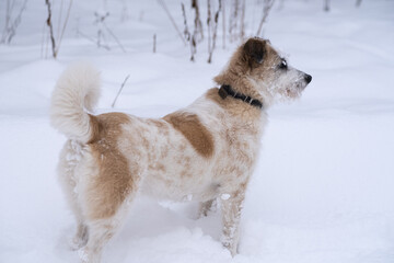 A dog in the snow. Winter in Russia