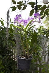 purple orchids in the garden.