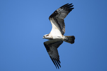 ミサゴのハンティング