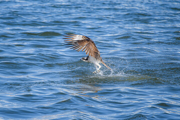 Fototapeta premium ミサゴのハンティング