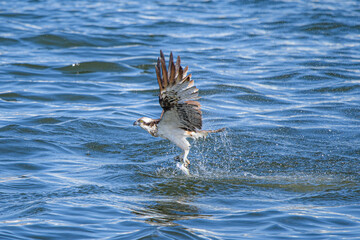 ミサゴのハンティング