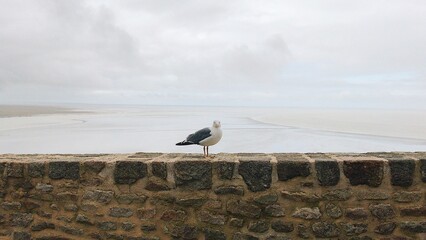 Bird in Normandy