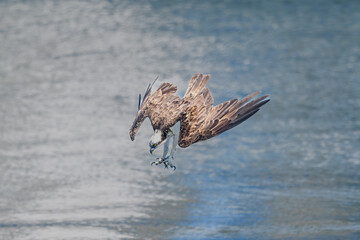ミサゴのハンティング
