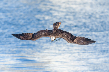 ミサゴのハンティング