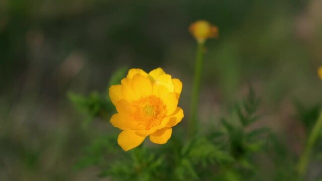 close-up, the yellow flower of adonis siberian in the rays of the sun in the spring forest. a light wind sways a flower in the wild. spring flowering. slow motion.