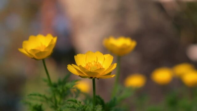 close-up, the yellow flowers of adonis siberian in the rays of the sun in the spring forest. a light wind sways a flowers in the wild. spring flowering. slow motion.