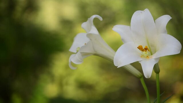 百合畑 Images Browse 34 Stock Photos Vectors And Video Adobe Stock