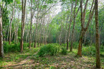 Rubber trees in the forest