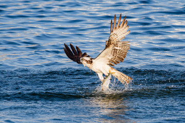 ミサゴのハンティング