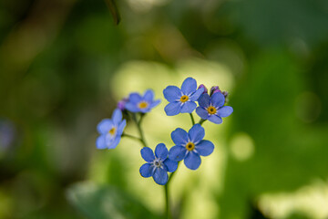 niebieski kwiat