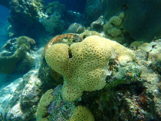Naklejka na ściany i meble Encrusting colonial anemone (Palythoa caribaeorum) undersea, Caribbean Sea, Cuba, Playa Cueva de los peces