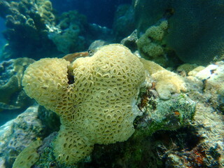 Encrusting colonial anemone (Palythoa caribaeorum) undersea, Caribbean Sea, Cuba, Playa Cueva de los peces