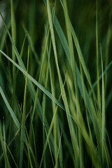 Green Grass Background