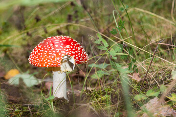 Red poisonous fly agaric in the forest. Fly agaric red. Close-up.